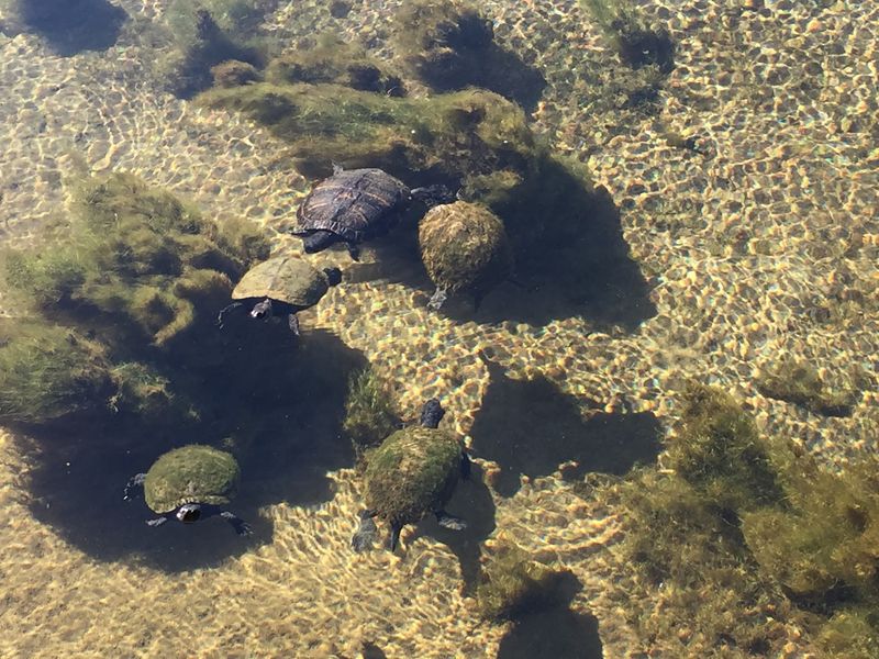 Boardwalk Views Of Fish And Turtles