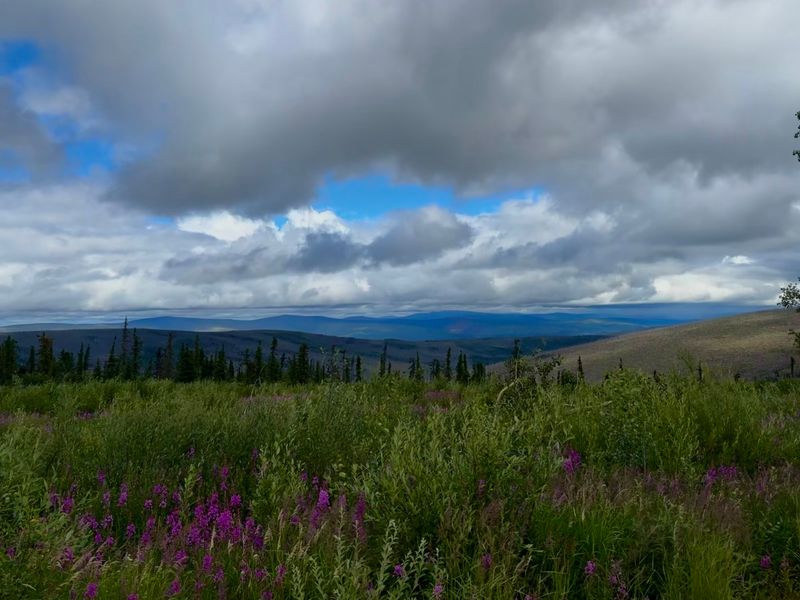 Wildlife And Wildflowers