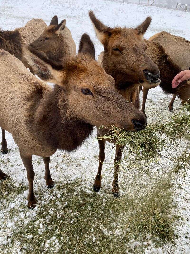 Pick Out a Christmas Tree During the Holidays