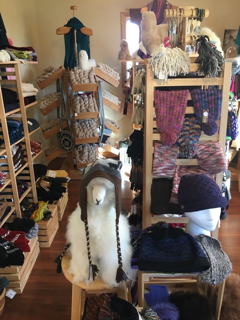 Black Watch Alpacas And Little Shoppe On The Farm