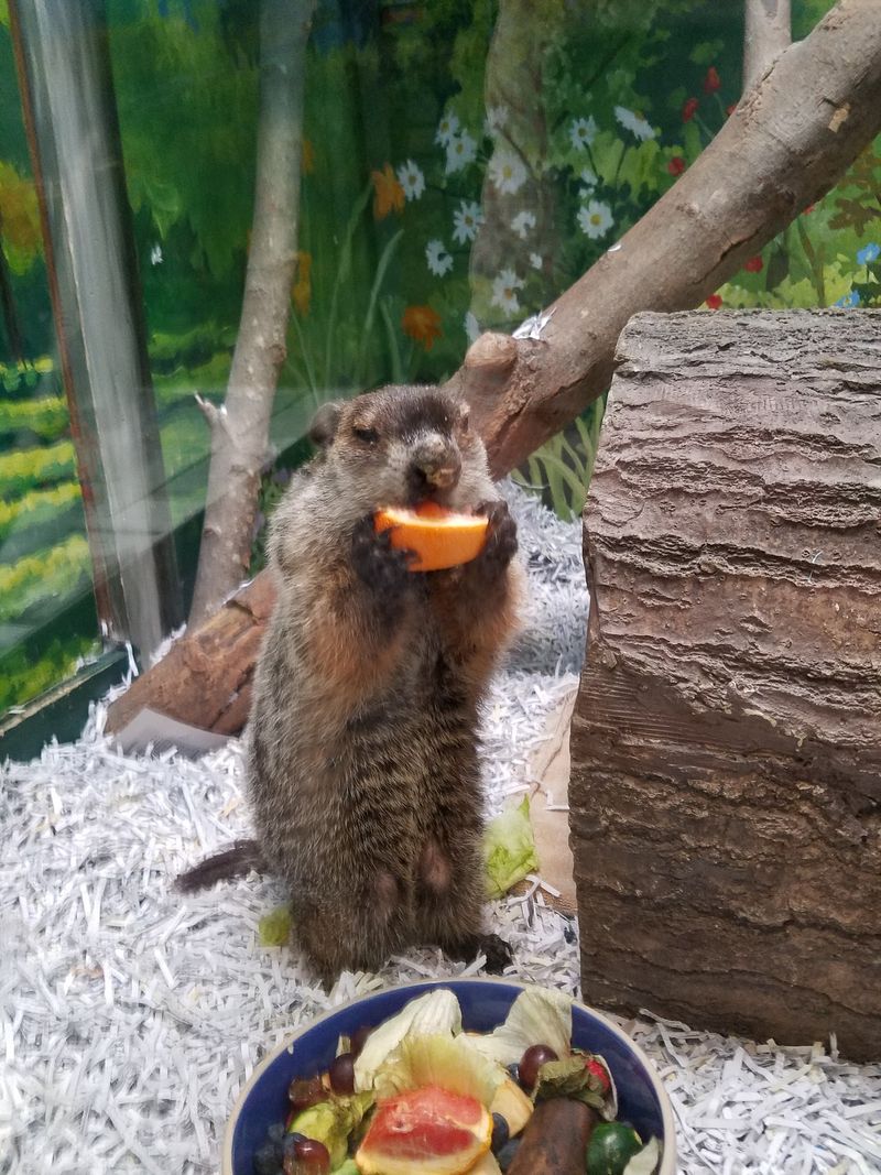 Animal Meet-And-Greets Add Extra Excitement