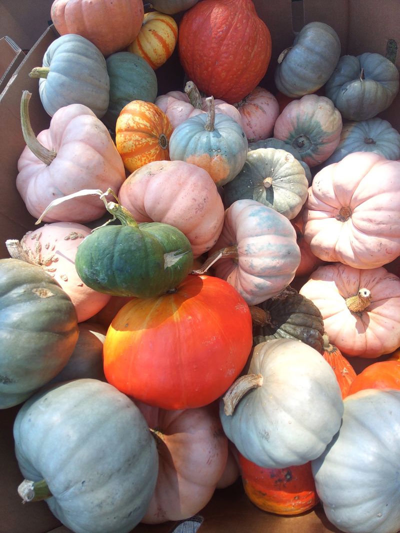 A Pumpkin Variety Wider Than You Expect