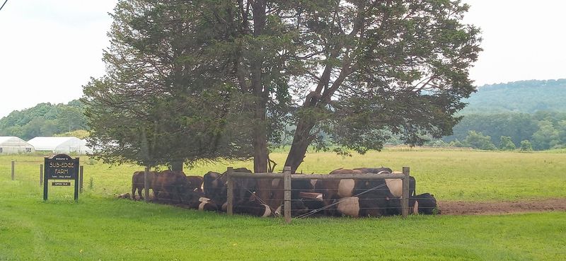 Cattle Graze On One Hundred Percent Grass