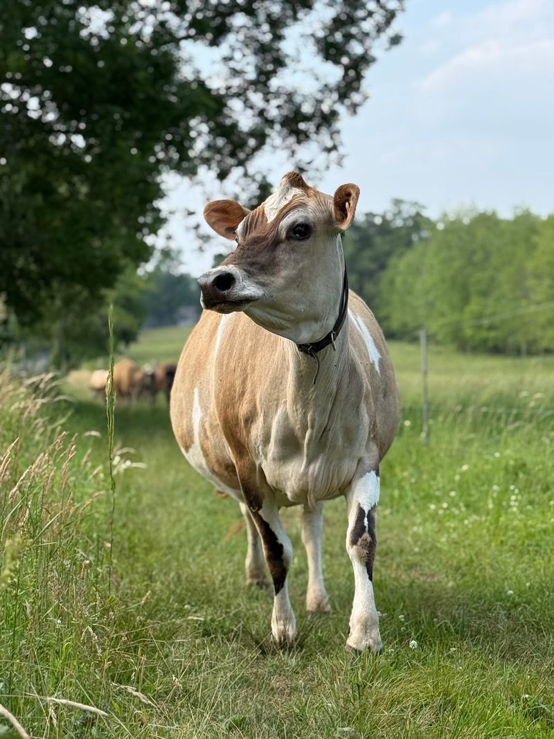 Cows Remain At The Heart Of The Operation