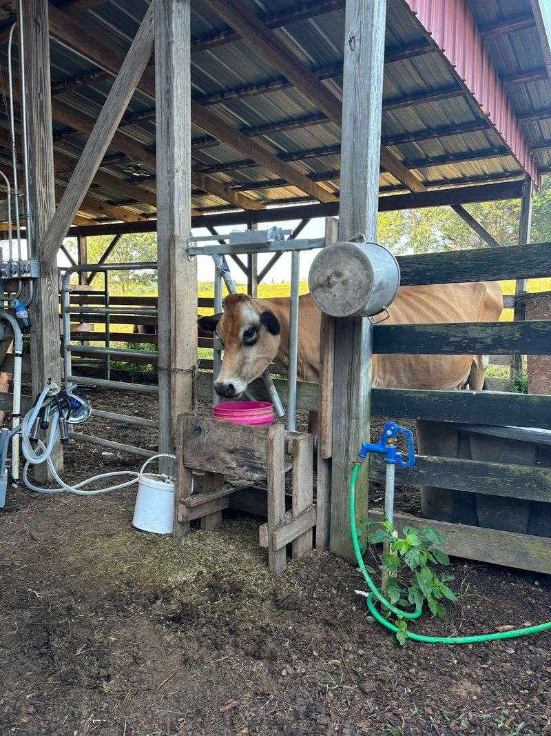 This Middle-Of-Nowhere Georgia Farm Store Sells Fresh Cheese, Butter, And Grass-Fed Goods - Decor Hint Cheese Worth Rearranging Your Fridge For