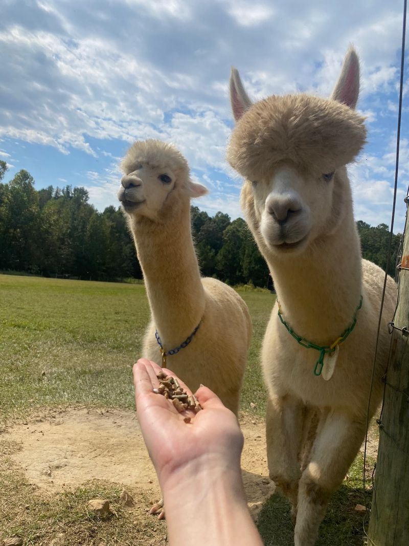 Soft Fleece Gives You Another Reason To Learn About How Alpacas Are Raised