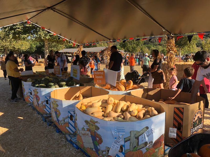 The Pumpkin Patch That Draws Crowds Every Fall
