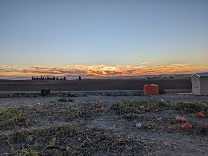 9 Idaho Pumpkin Patches Where Families Pick Straight Off The Vine This October - Decor Hint Burley Straw Maze & Pumpkin Patch In Burley
