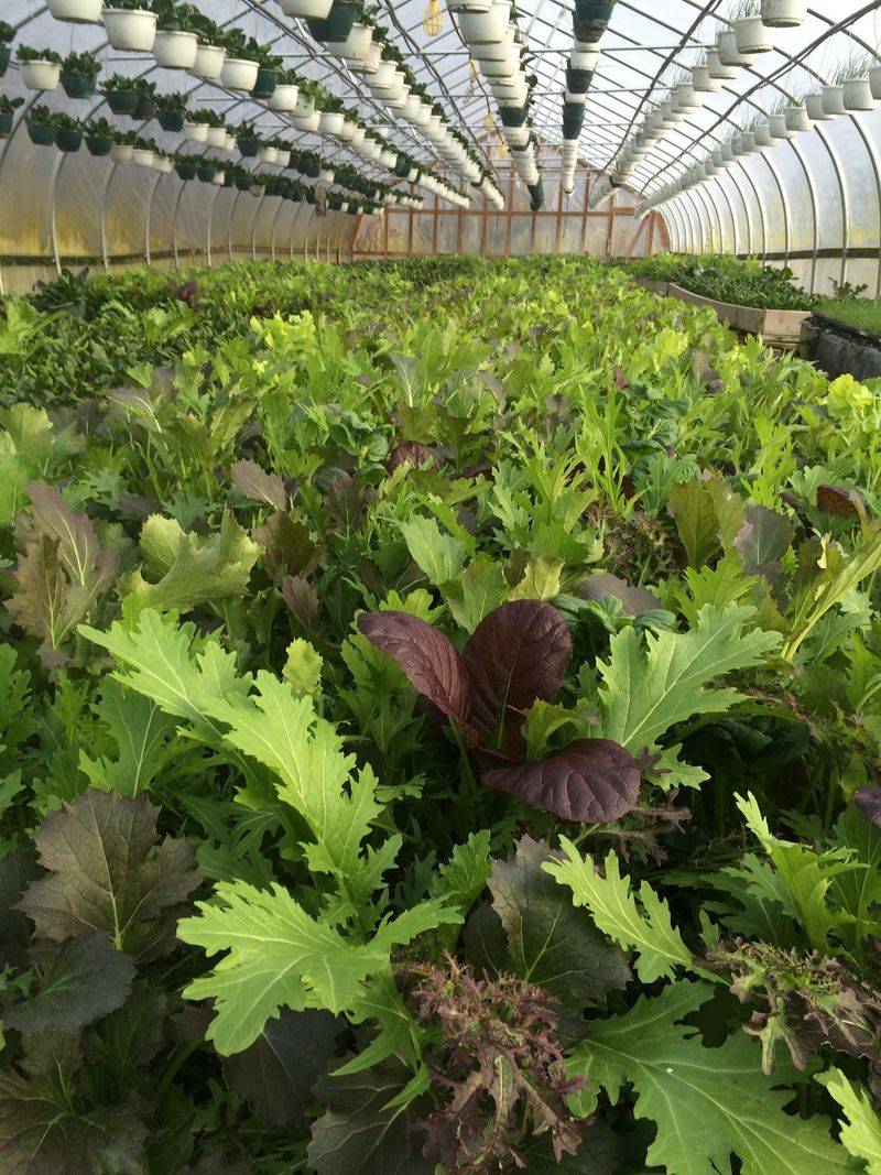Farm-Grown Produce Still Leads The Way