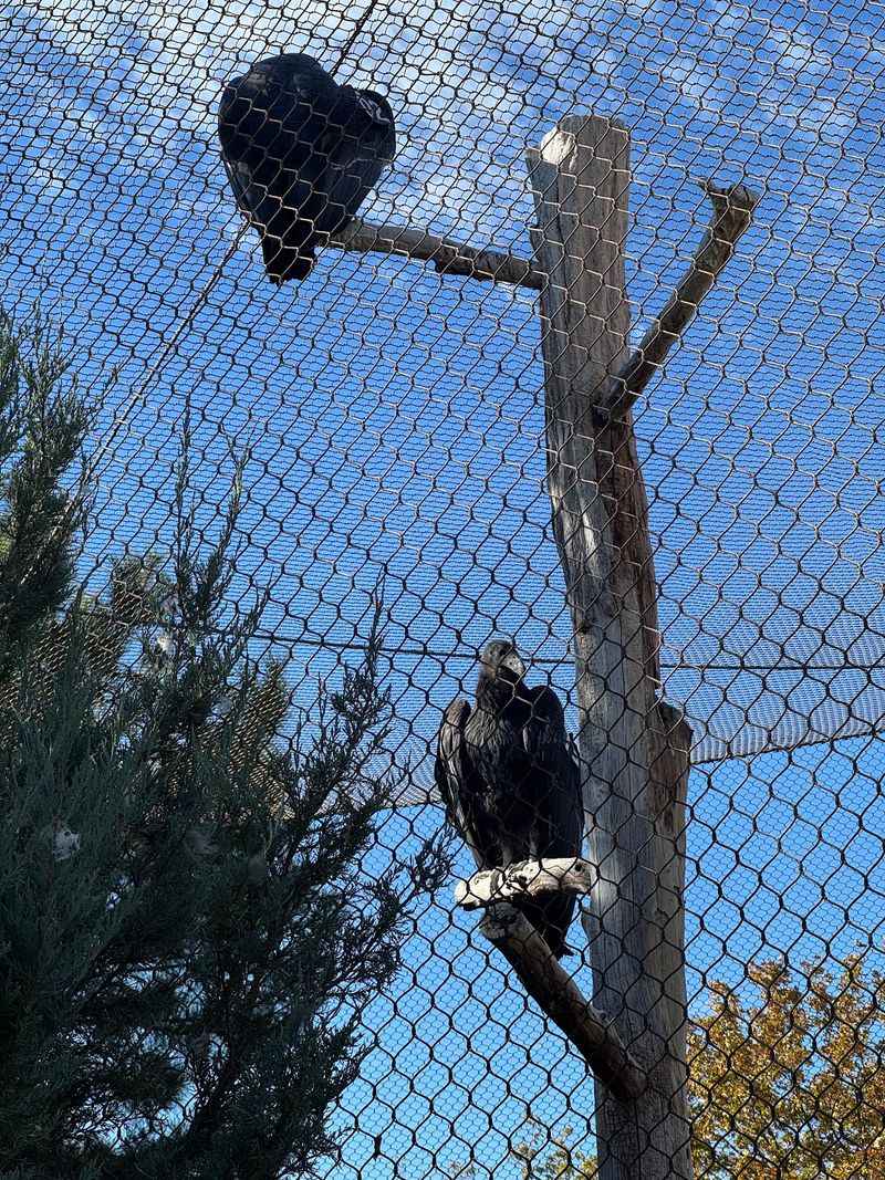 Standing Beneath The Giant California Condors