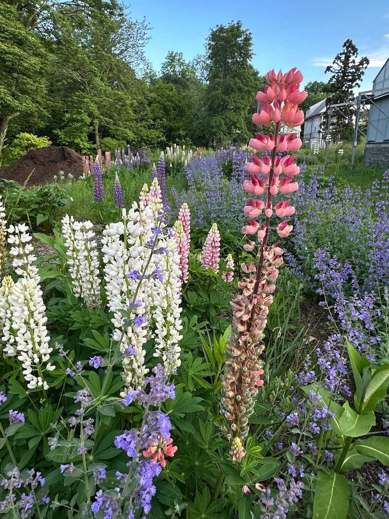 Seasonal Wildflowers Keep The Grounds Constantly Changing