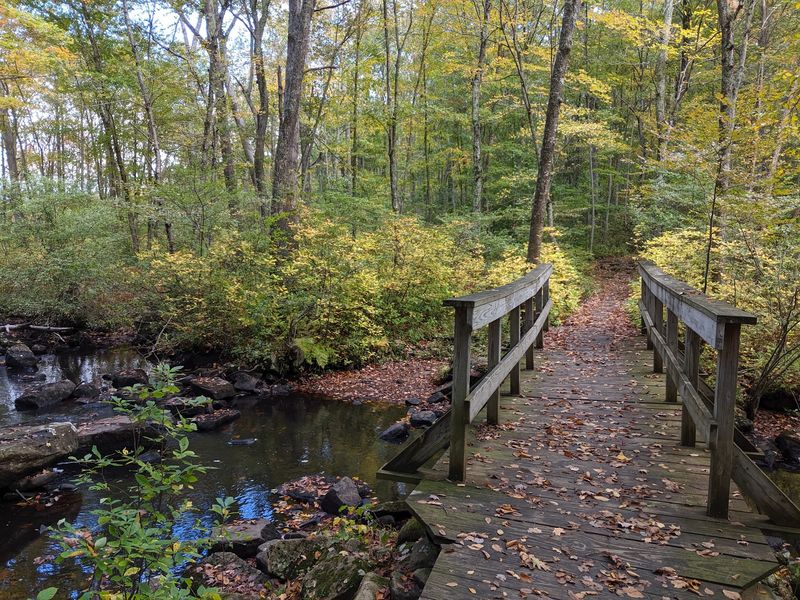 Local Legends Give The Forest An Eerie Edge