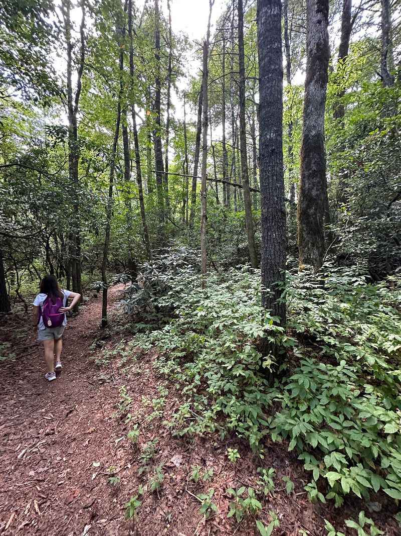 This Georgia Waterfall Hike Winds Through A Shaded Forest To Multiple Cascades - Decor Hint Finding The Unmarked Start Behind A Blue Blazed Tree