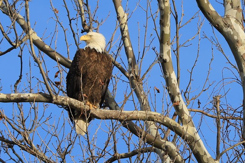 Eagles, Ospreys, And Elegant Waders