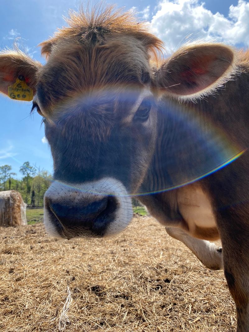 Florida's Grass-Grazed Dairy Farm In New Smyrna Beach Sells Its Own Bottled Milk And Farm Cheese On Site - Decor Hint Kefir, Feta, and the Cheese Question