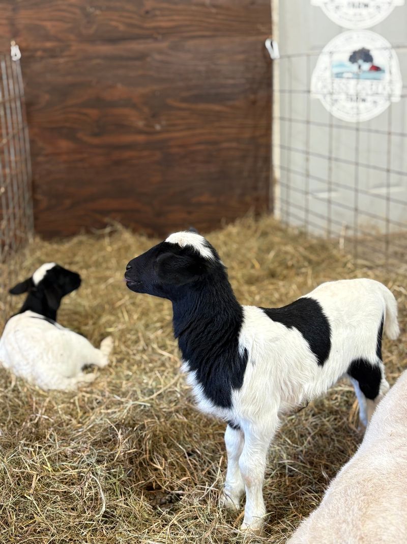 Meeting The Grown Sheep Face To Face