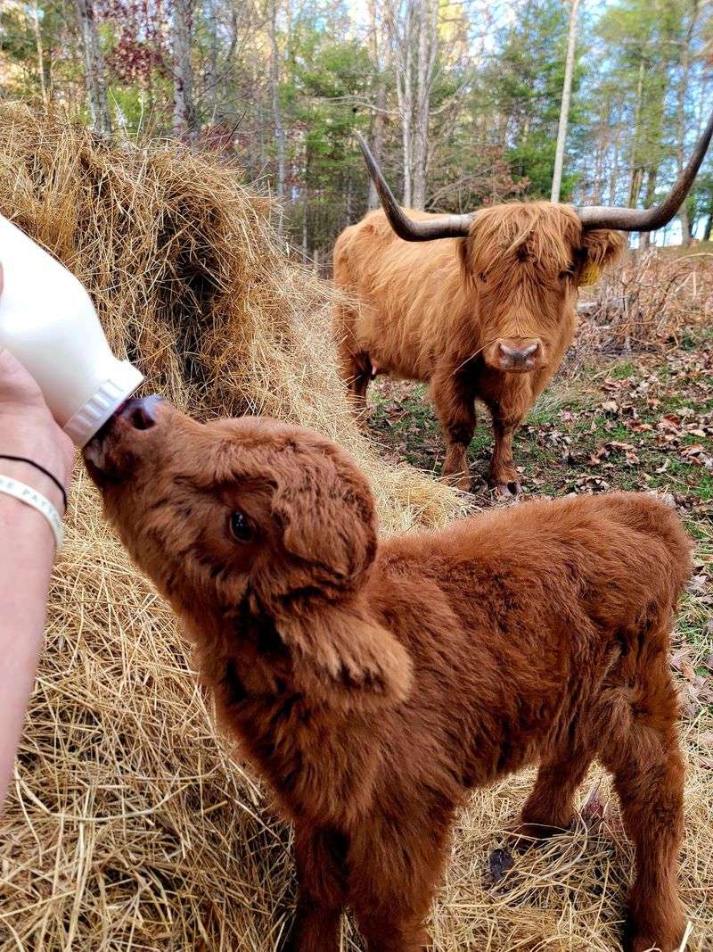 This North Carolina Farm Lets You Cuddle Fluffy Highland Cows For A Gentle Fall Escape - Decor Hint You May Get To Brush, Pet And Spend Time Beside These Shaggy Giants