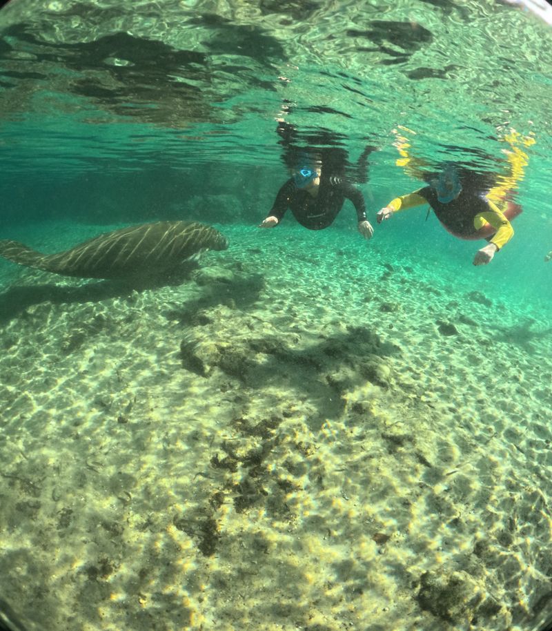 Manatee Manners and the Rules That Protect Them