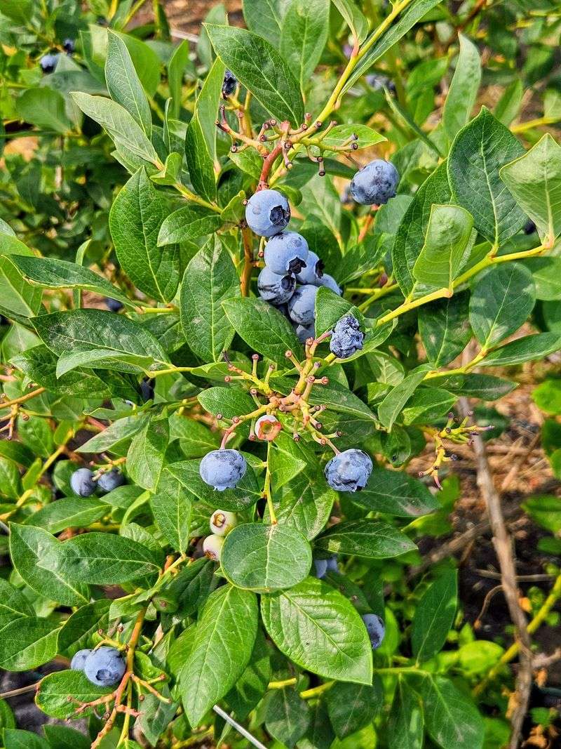 No-Spray Berries Straight Off The Bush