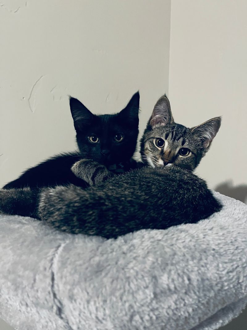 Why Kittens Come In Playful Pairs