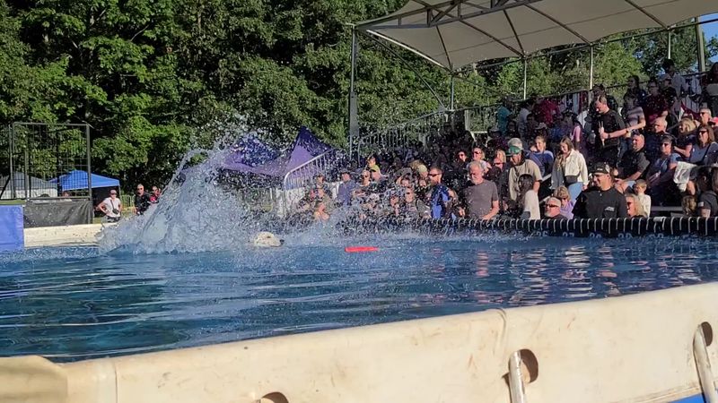 Dock Dogs Make A Serious Splash