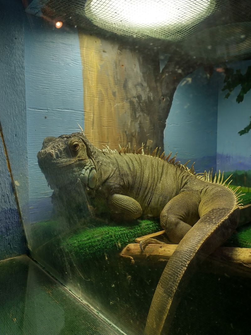 Live Animals Make Learning Feel Real