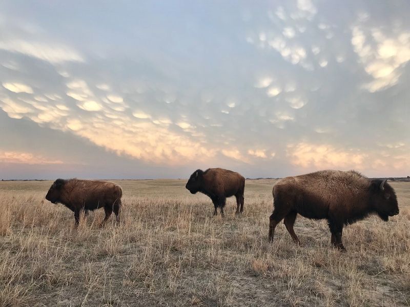 Nearly 1,000 Sandhill Prairie Acres Surround The Bison Herd At This Nebraska Preserve - Decor Hint Where Several Ecosystems Meet at One River