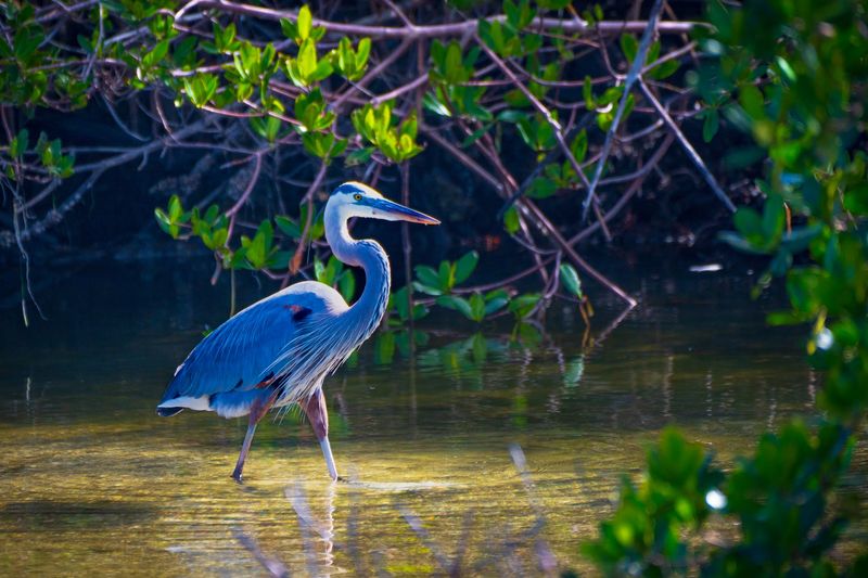 This Four-Mile Florida Wildlife Drive Takes You Past Roseate Spoonbills And Wild Wetlands - Decor Hint Everything Else Living Out There