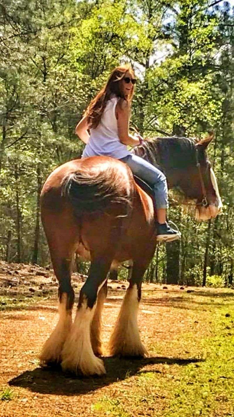 Horses Built Like Friendly Giants