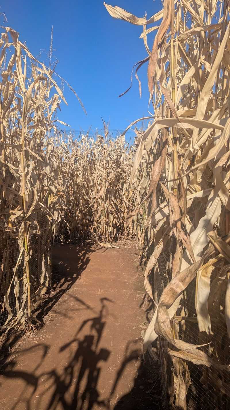 This Massive Connecticut Corn Maze Is Open For Fall And Getting Lost Is Half The Fun - Decor Hint Winding Paths Create Plenty Of Wrong Turns