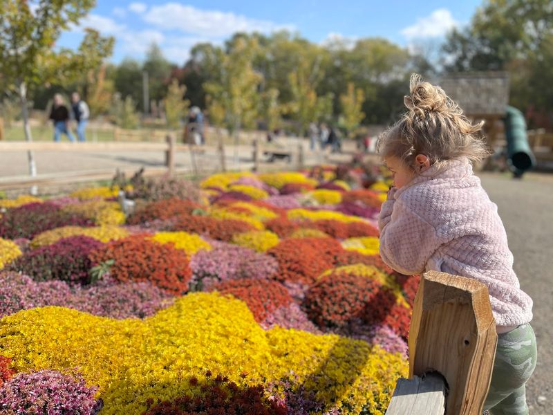 Apple Rows, Pink Ladies, and the Pick-Your-Own Habit