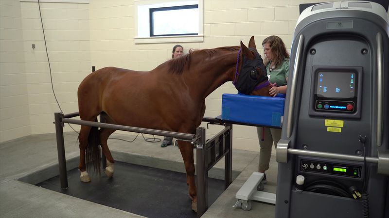 This Kentucky City Is Home To An Equine Hospital Where Two Of The World'S Four Veterinarian Farriers Work - Decor Hint Imaging Machines That Would Impress Any Doctor
