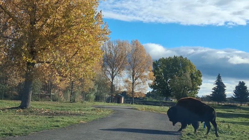 Bison, Moose, And The Full Roster