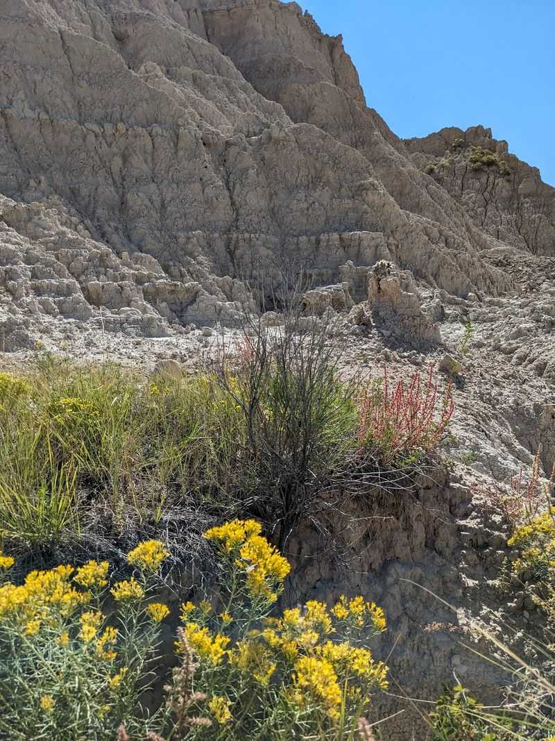 Wildflowers, Pronghorn and Panhandle Wildlife