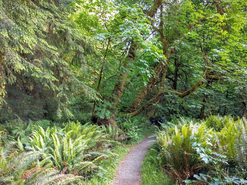 You Get 10 Miles Of Paved Redwood Riding