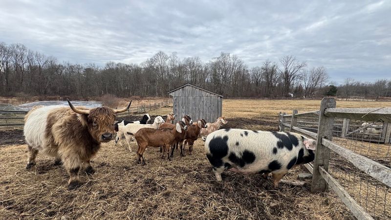 More Than 60 Animals Call The Farm Home