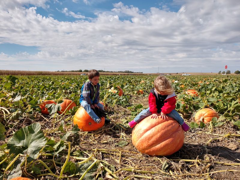 7 Family-Friendly Pumpkin Patches In Nebraska That Are More Fun Than Frightening - Decor Hint Nielsen Kids U-Pick Pumpkin & Sweetcorn Patch In Minden