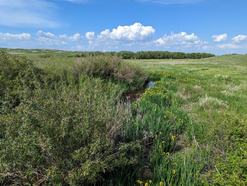 Prairie, River, and the Animals Still Here
