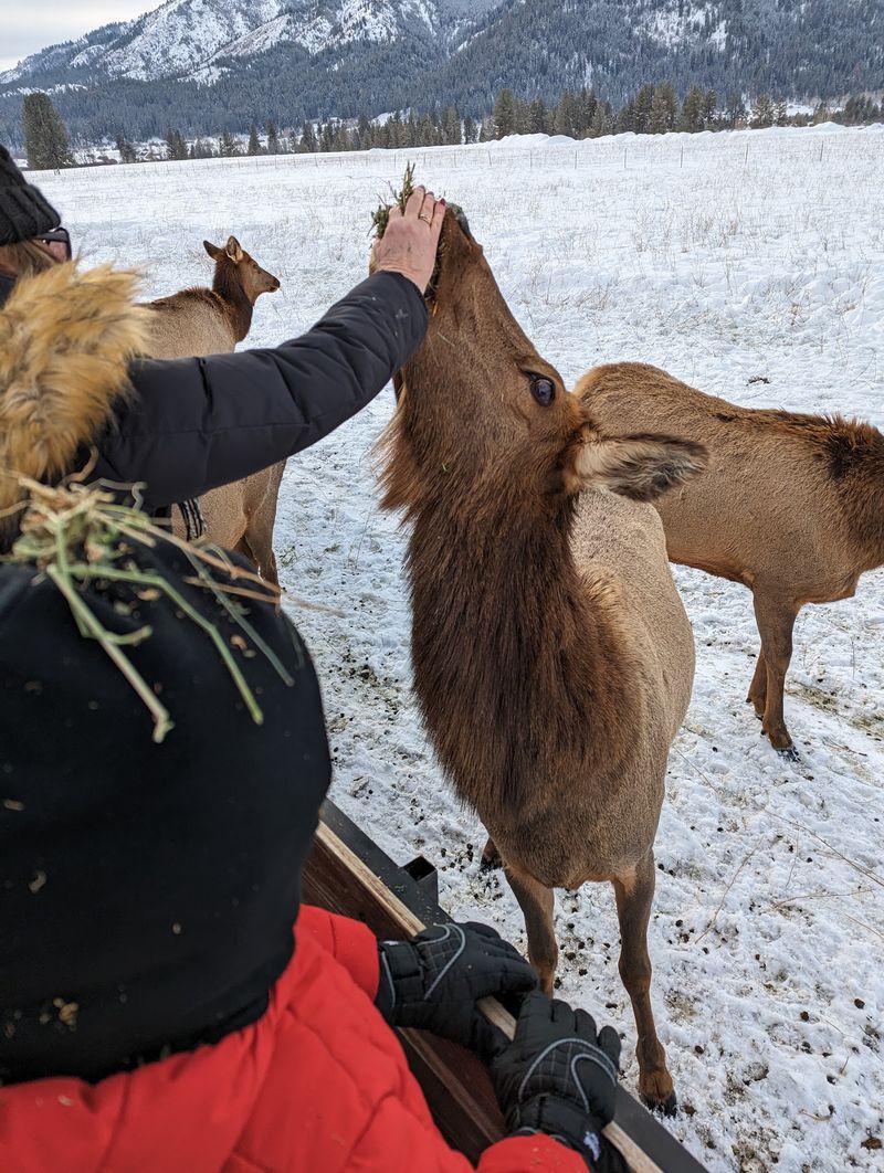 Feeding Wild Elk Up Close
