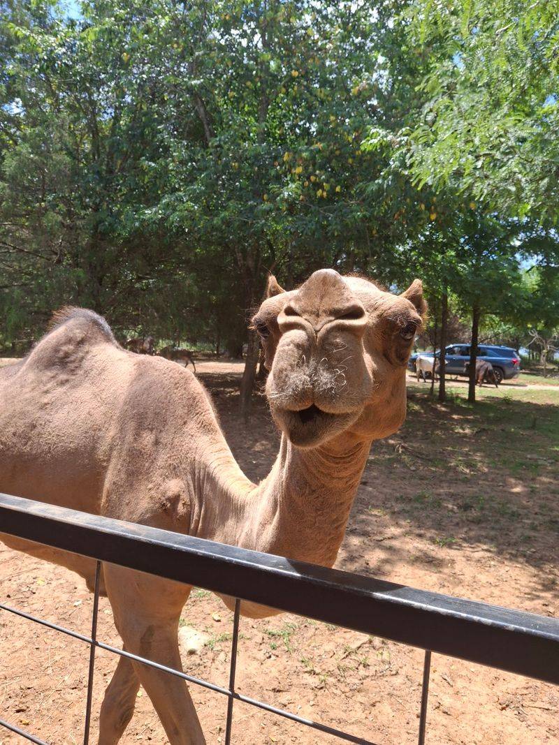 Zebras And Camels With Zero Shyness