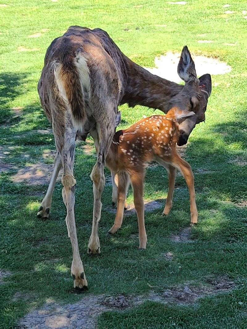 Where The Petting Zoo Waits