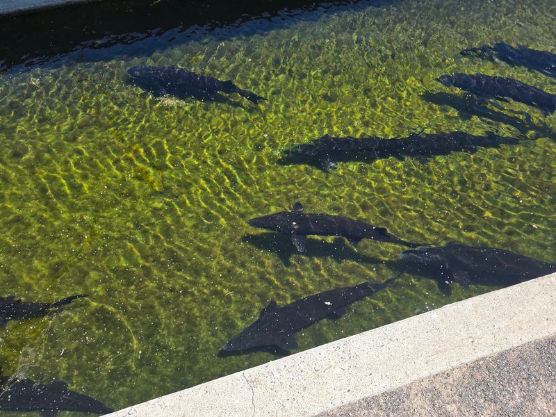 Hagerman Hatchery - Idaho Fish and Game, Hagerman, ID