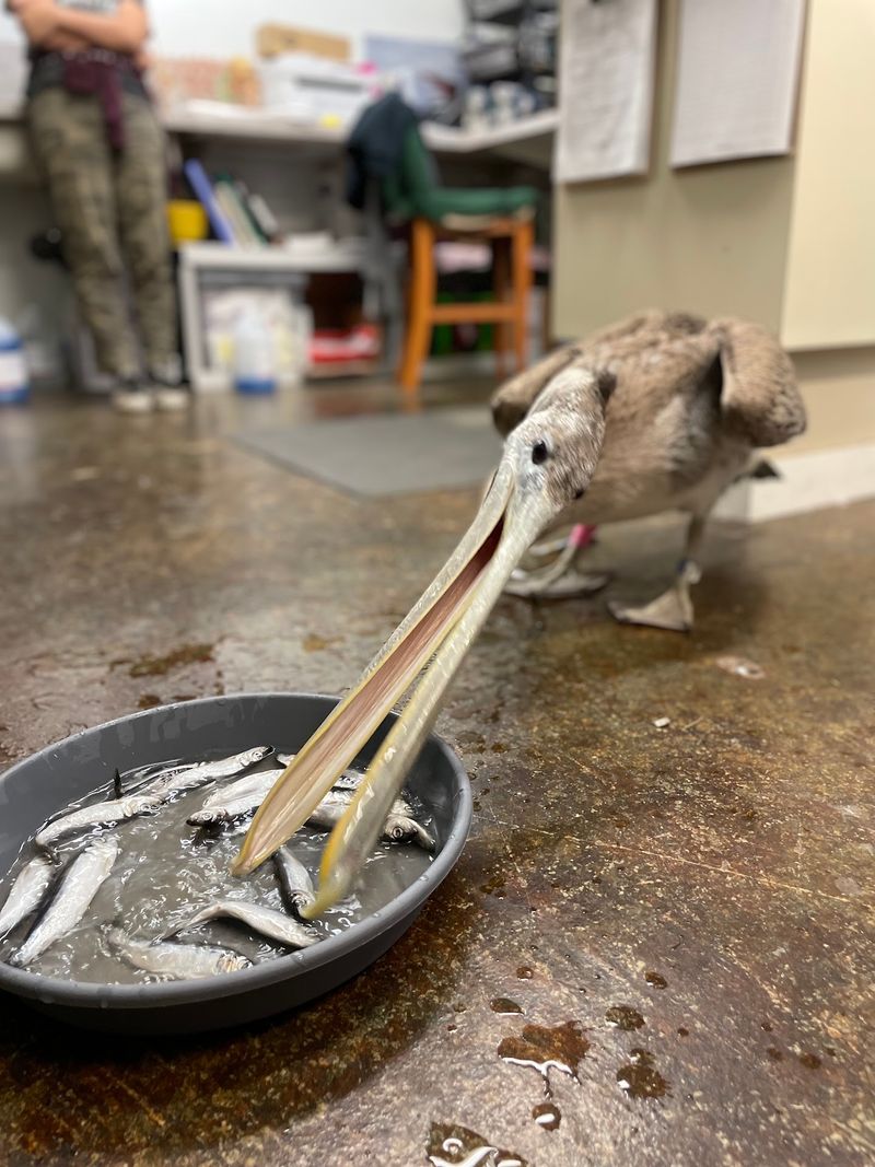 Wildlife Center Of The North Coast, Astoria