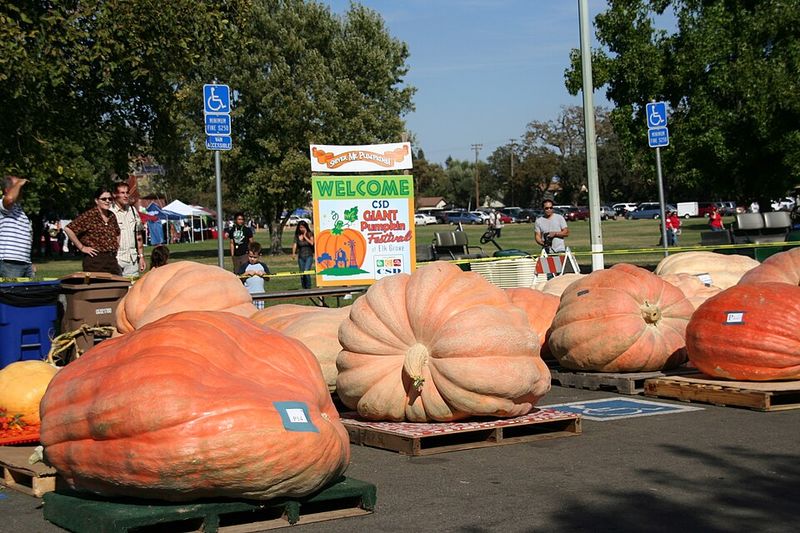 One Saturday Is All You Get To Catch Elkin’s Giant Pumpkin Tradition