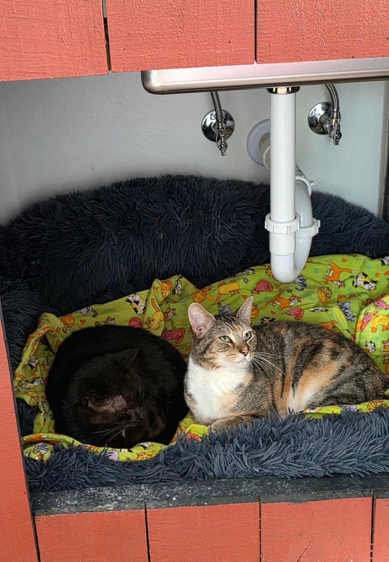 This South Carolina Cage-Free Sanctuary Gives Rescued Animals The Fresh Start They Deserve - Decor Hint Meet The Two Hundred Residents