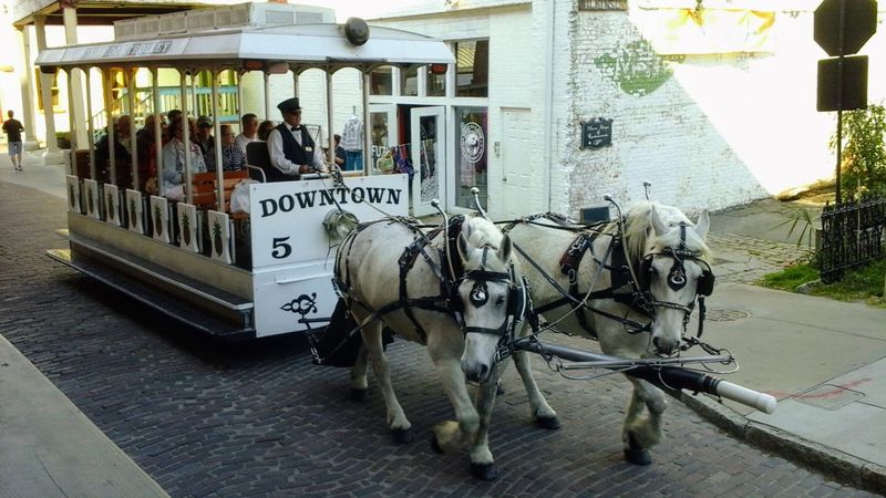 Rescued Draft Horses Do The Traveling On This Old-Fashioned Downtown Tour