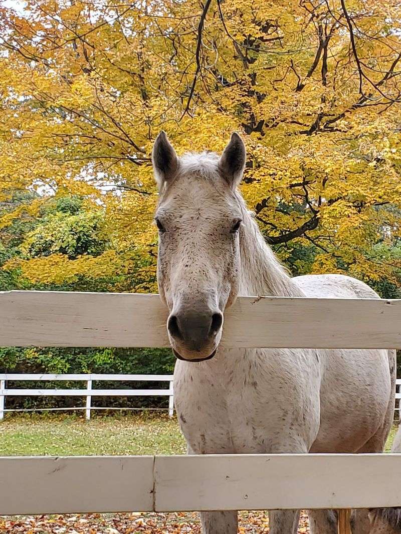 Rehabilitation Prepares Horses For Carefully Chosen Homes