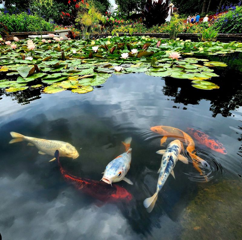 Koi Ponds Full of Orange Flashes