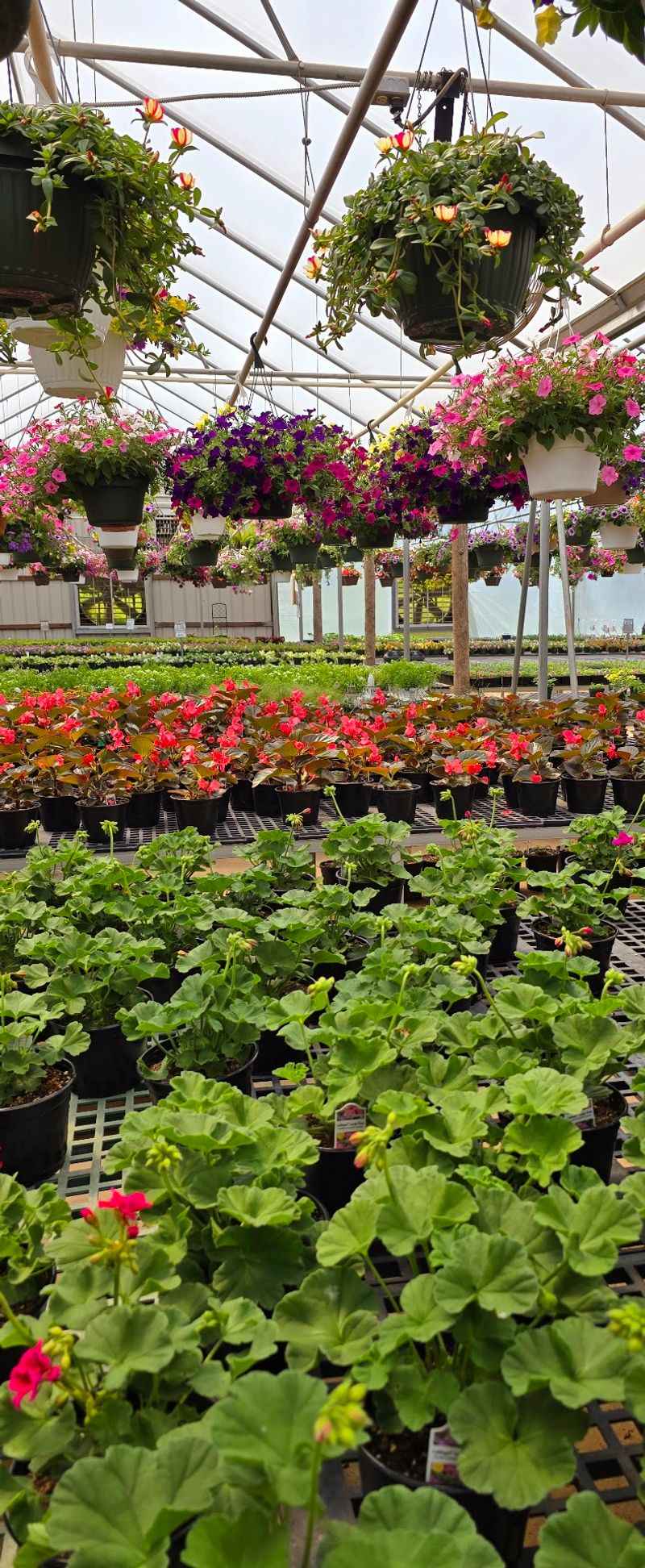 Colorful Hanging Baskets Fill The Greenhouse With Springtime Energy
