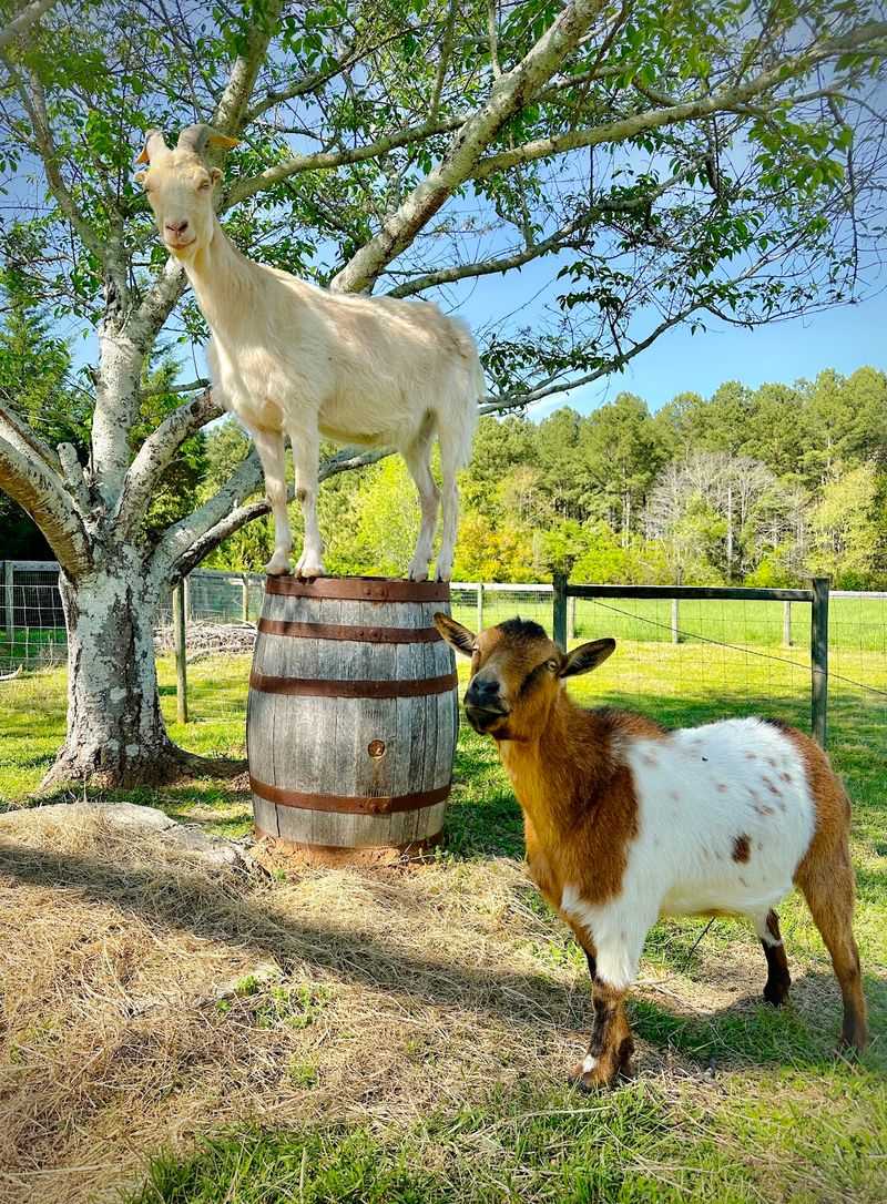 Ten Acres Where Rescued Animals Finally Get Room To Roam